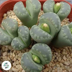 Lithops otzeniana ‘Green Attempts’ [RARE] / 40 seeds