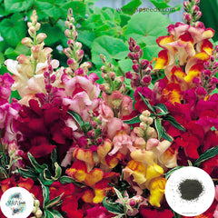 300 Frosted Flames Snapdragons (Antirrhinum majus) Seeds (Flower Garden Plants)