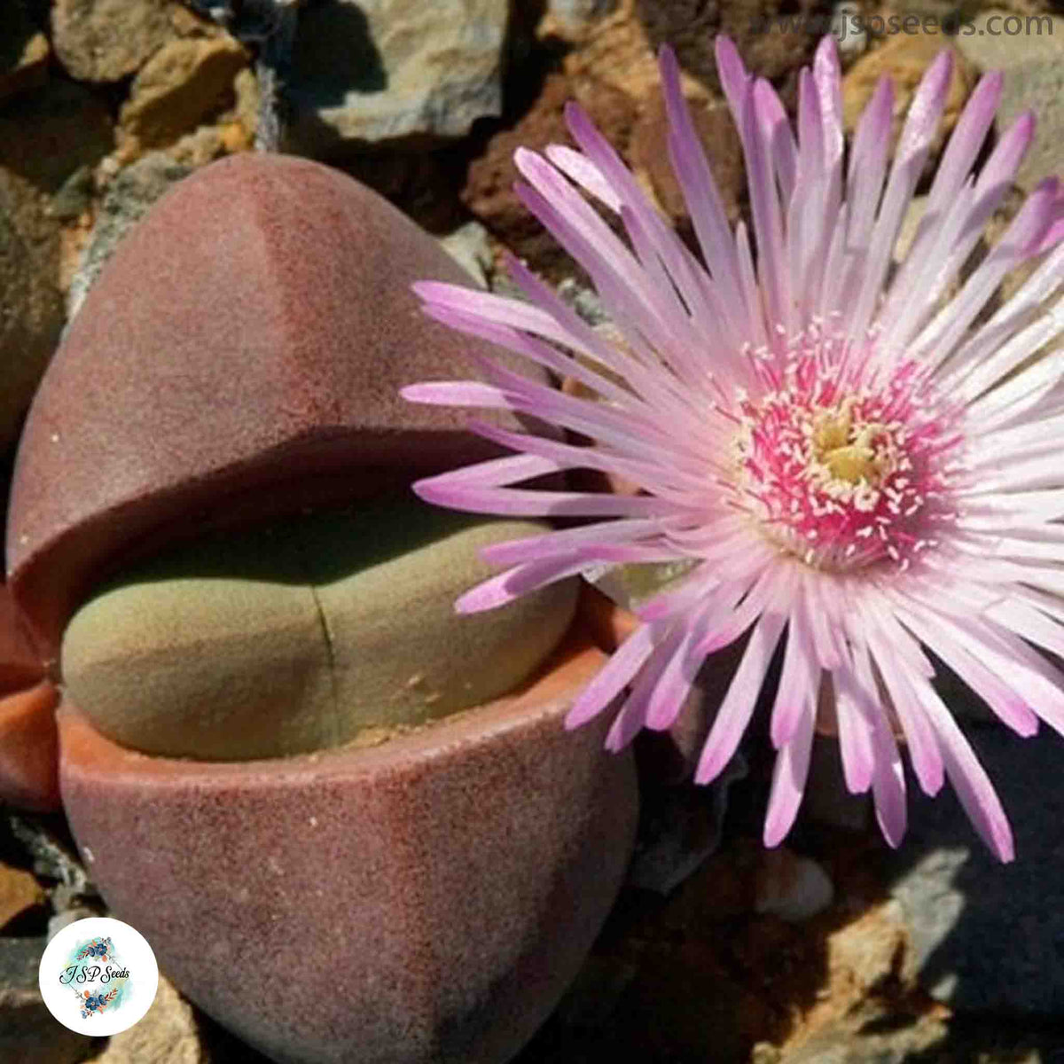 Didymaotus lapidiformis / 40 seeds (Spirit Stone)