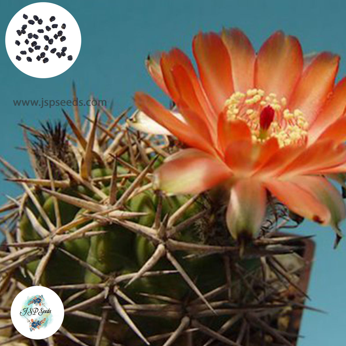 40 Seeds Acanthocalycium ferrarii Cactus Succulent seeds