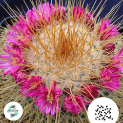 40 Seeds Mammillaria apozolensis v. saltensis Cactus Succulent seeds