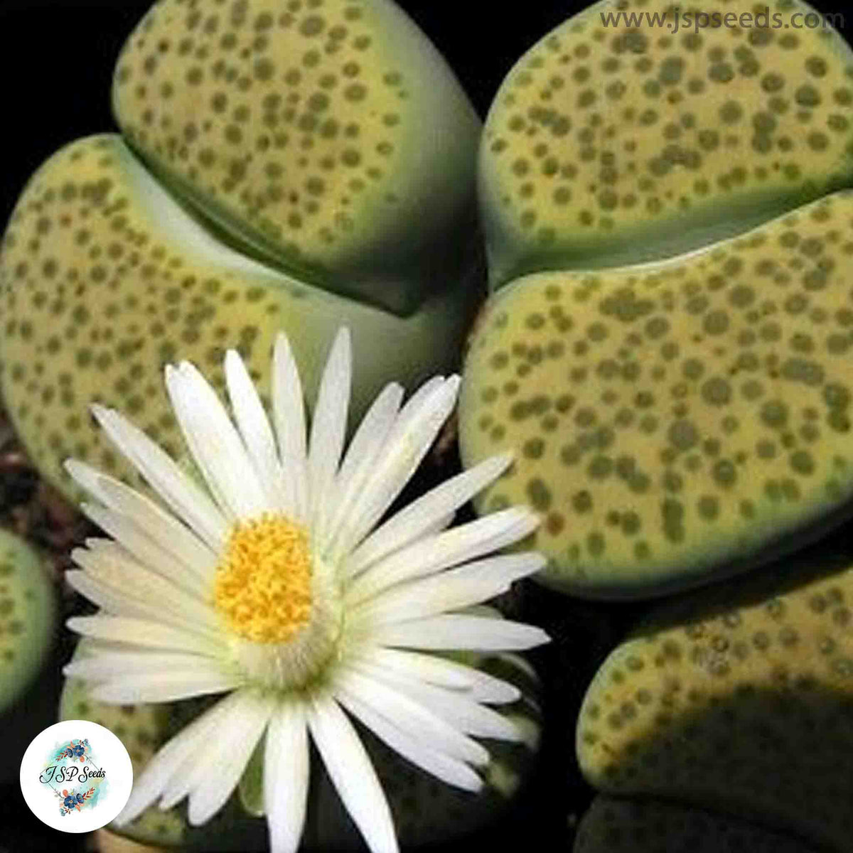 Lithops fulviceps ‘Aurea’ C363 [RARE] / 40 seeds