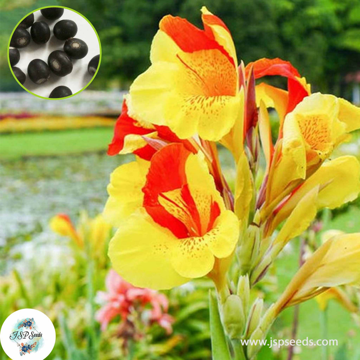 30 Cleopatra CANNA LILY Indian Shot Canna Indica Flower Seeds Cannaceae (Asia Flower)