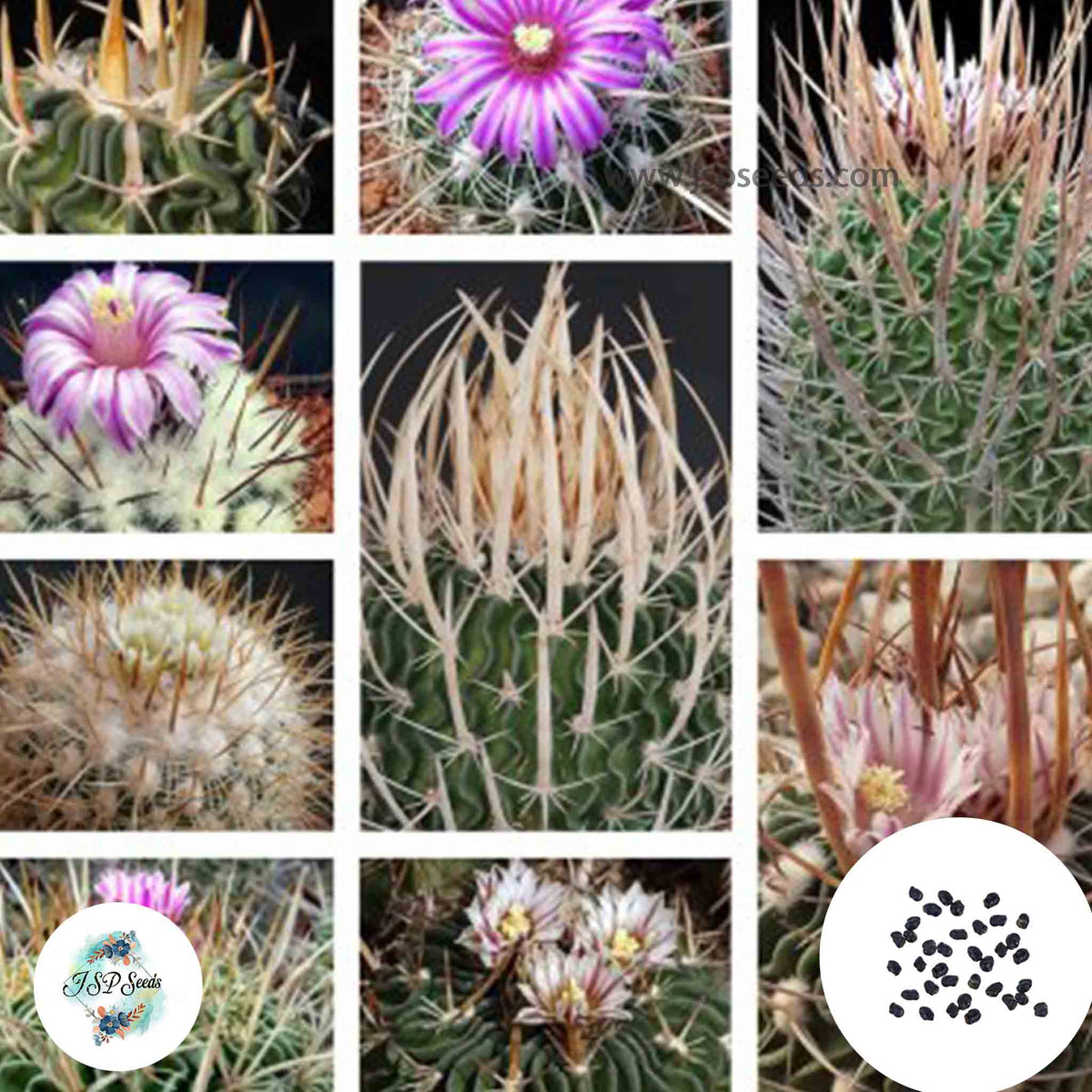 40 Seeds Echinofossulocactus  mix Cactus Succulent seeds