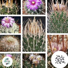 40 Seeds Echinofossulocactus  mix Cactus Succulent seeds