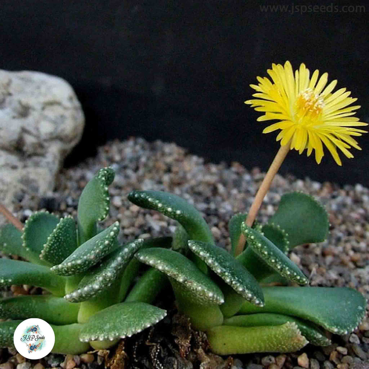 Aloinopsis malherbei / 40 seeds (Giant Jewel Plant)