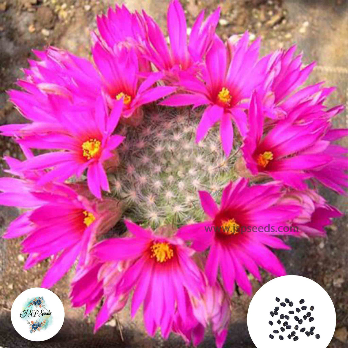 40 Seeds Mammillaria guelzowiana v. robustior Cactus Succulent seeds