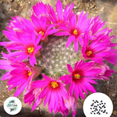 40 Seeds Mammillaria guelzowiana v. robustior Cactus Succulent seeds