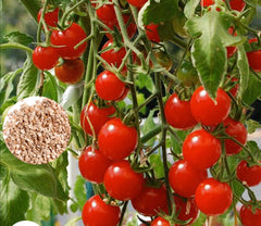 100 Thai Cherry Tomato Plant Seeds (Asia Vegetable) Lycopersicon esculentum Mill.