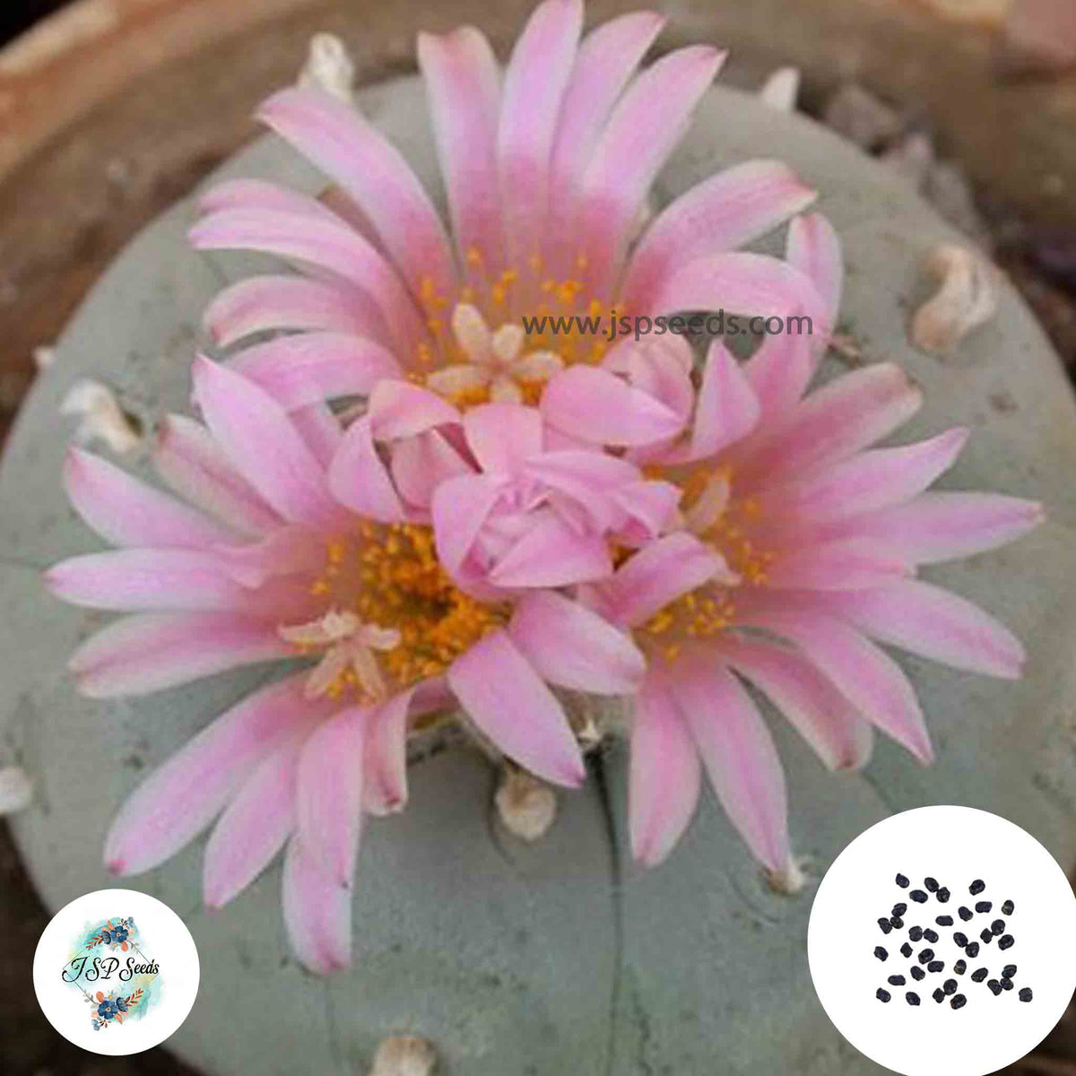 40 Seeds Lophophora fricii, El amparo Cactus Succulent seeds