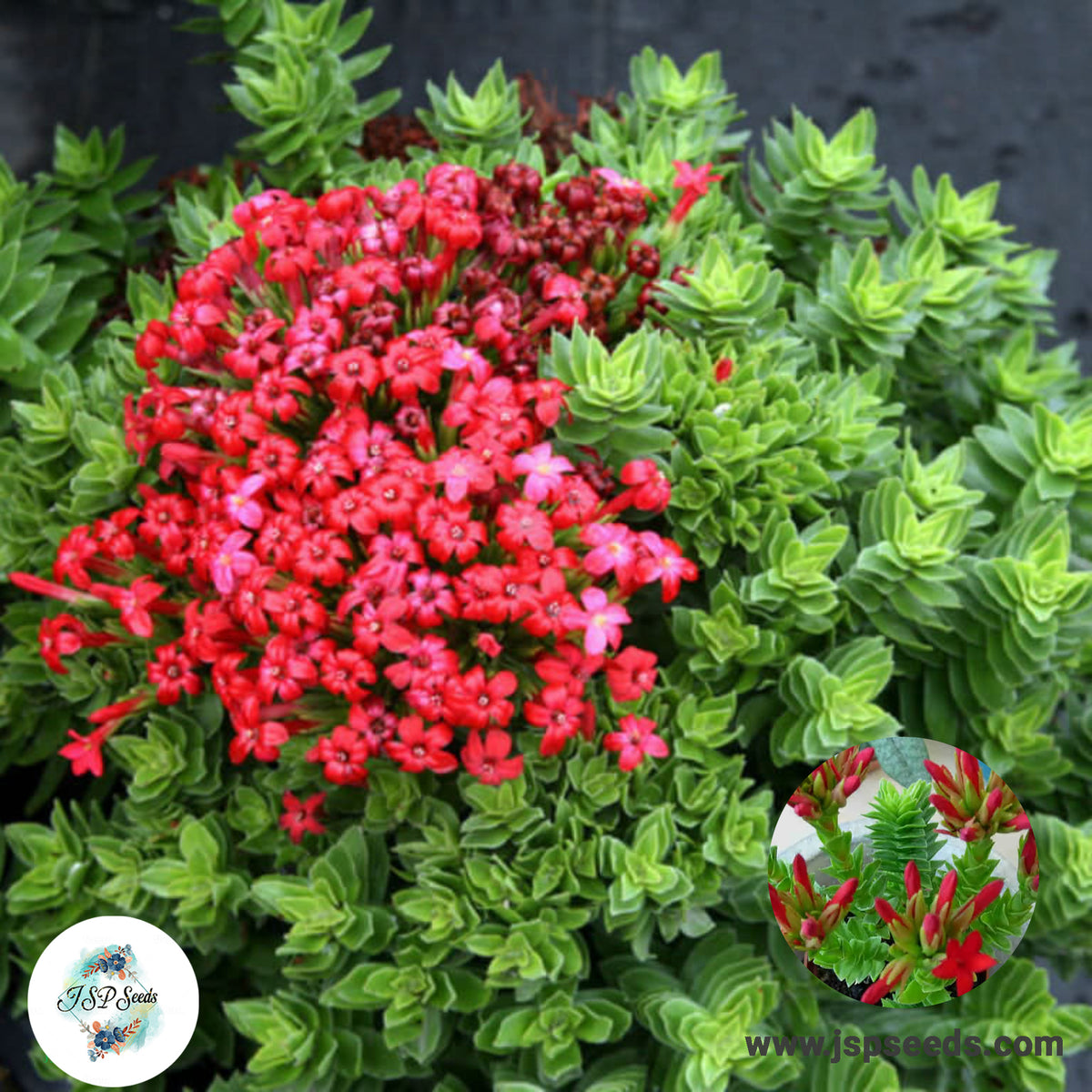 Crassula coccinea / 40 seeds (Red Crassula)