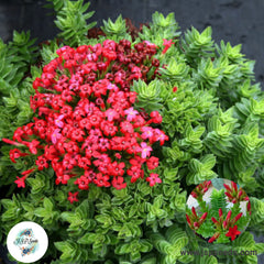 Crassula coccinea / 40 seeds (Red Crassula)