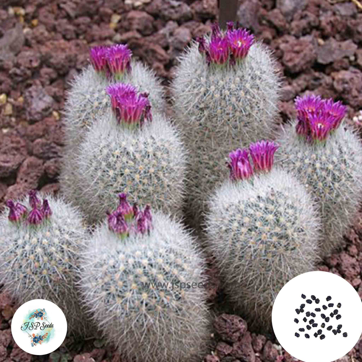 40 Seeds Escobaria laredoi Cactus Succulent seeds