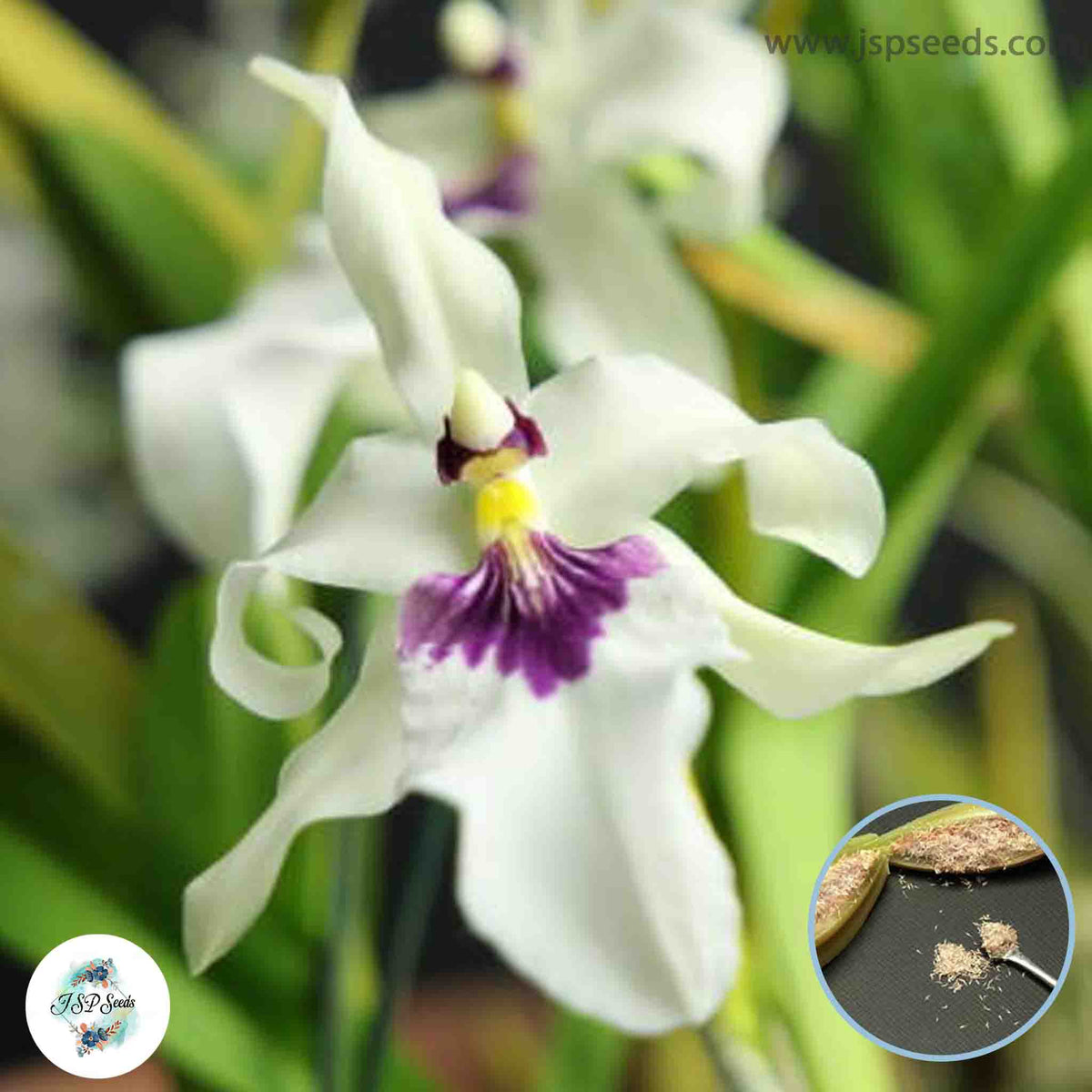 50 White Miltonia Orchid flower Seeds (Flower Garden Potted Plants)Thailand Orchids