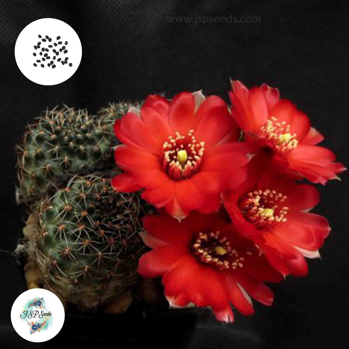 40 Seeds Mediolobivia pectinata Cactus Succulent seeds