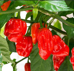 100 Fresh Red Inch Carolina Reaper Pepper Seeds (Garden Plants)