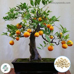 30 Mandarin Orange Bonsai Sweet Citrus Plants Fruit Tree Seeds