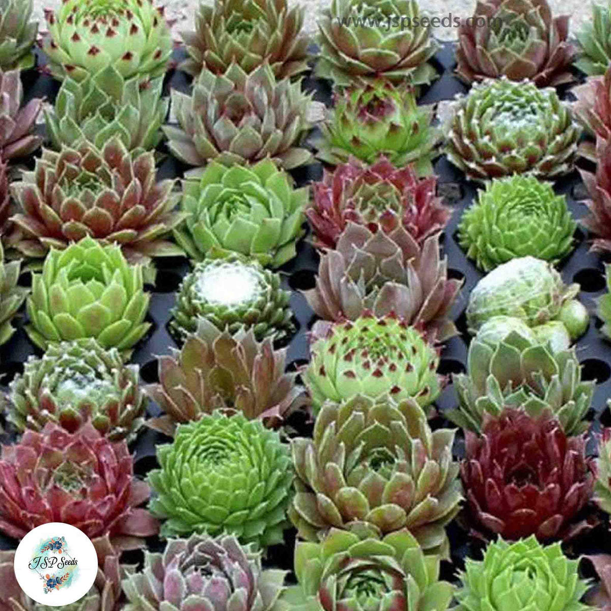 Sempervivum Mix / 40 seeds (Hen and Chick, Houseleeks)