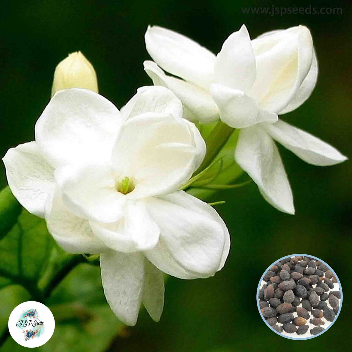 20 Singeru White Jasmine Seeds Gardenia Jasminoides Seed Thai Jasmine Seeds (Asia Flower)