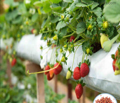 100 Tristar Strawberry Homegrown Edible Garden Fruit Organic Sweet Non-GMO Berry Seeds