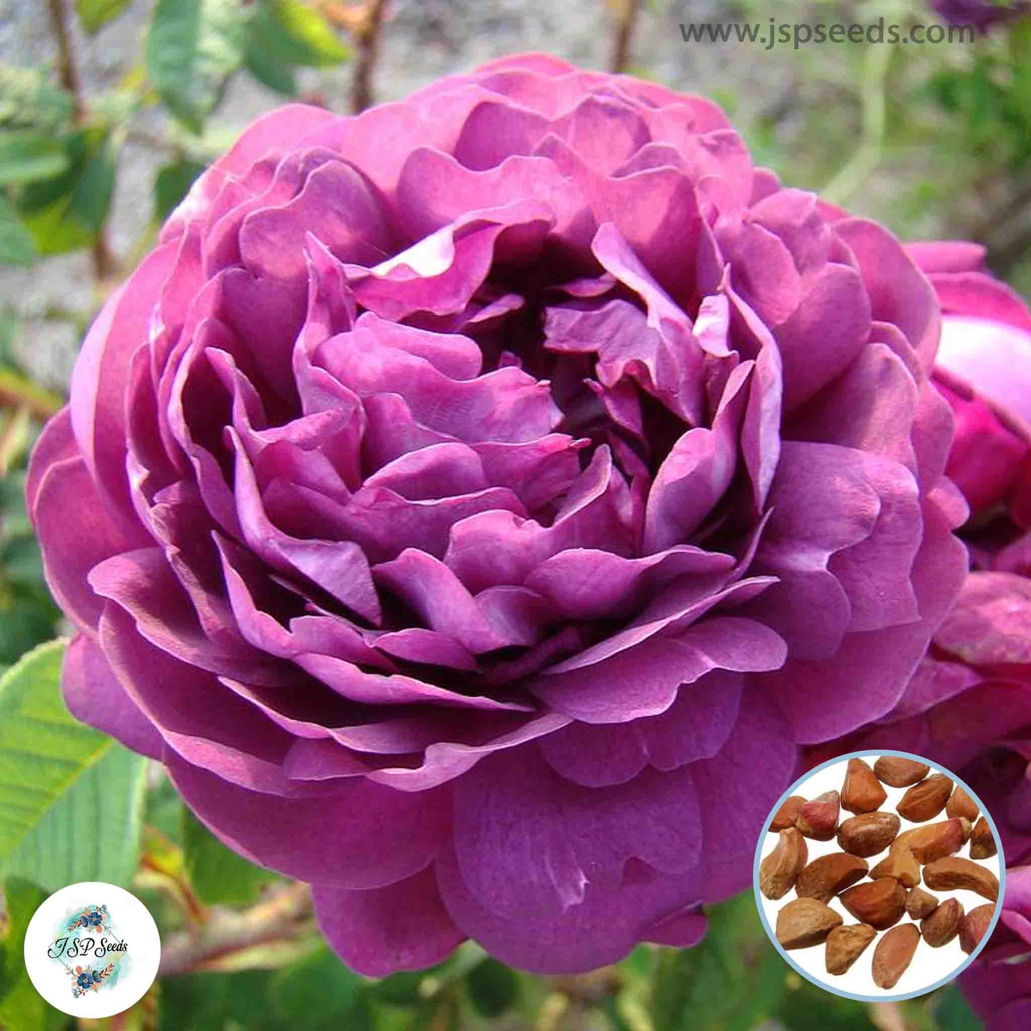 50 Heirloom Cardinal De Richlieu English Rose flower Bonsai Garden See ...
