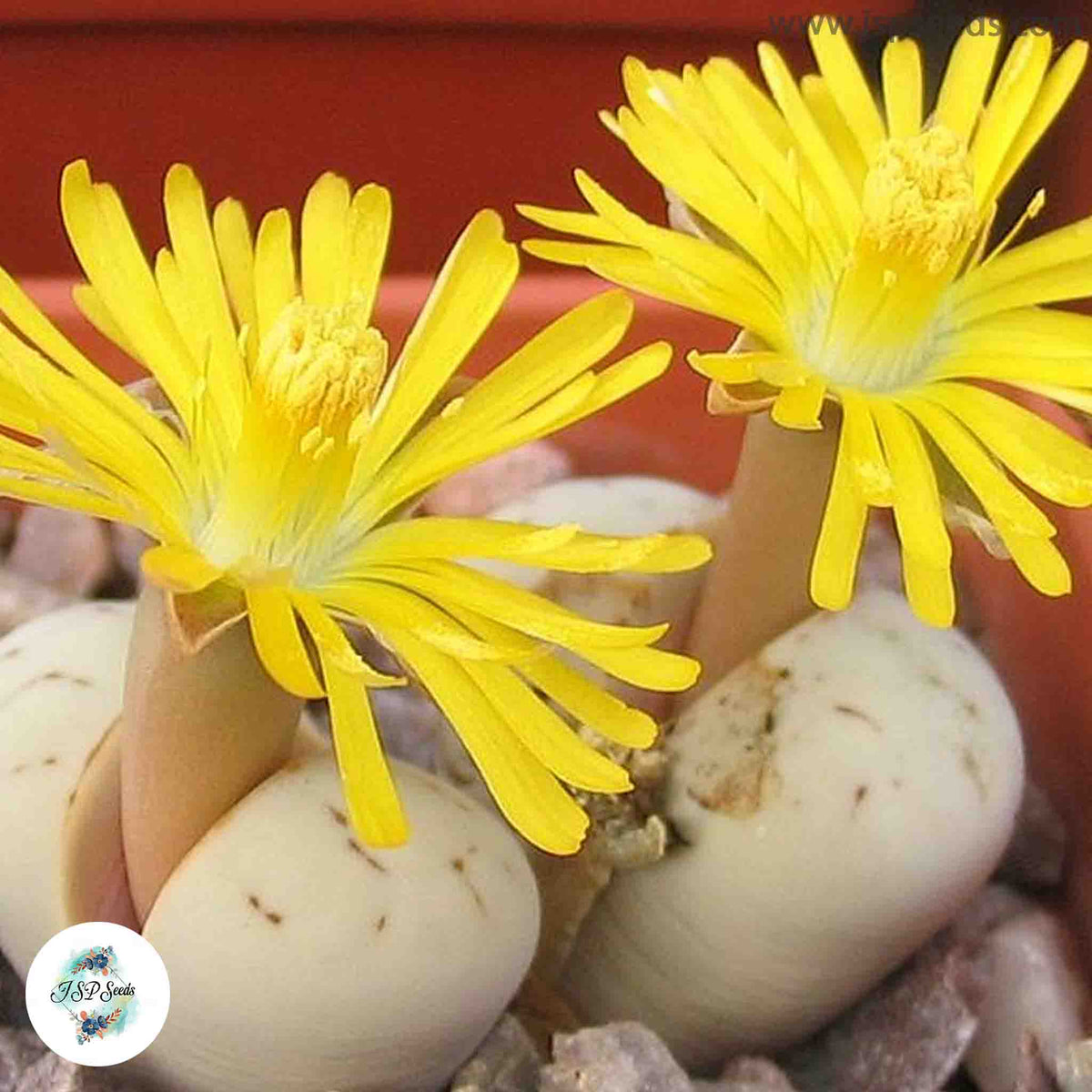 Lithops ruschiorum [RARE] / 40 seeds (Living Stones)