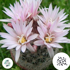 40 Seeds Escobaria chihuahuensis Cactus Succulent seeds