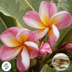 20 Thai Variegated Plumeria Rubra 3(Frangipani) Seeds Fresh Flower New Seeds