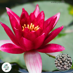 15 Thai Heirloom Lotus flower Bonsai Seeds Water Plants (Original Thai Seeds) 044