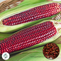 50 Bloody Butcher Corn Seeds (Asia Fruit)