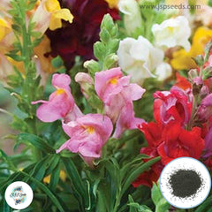 300 Cinderella Snapdragons (Antirrhinum majus) Seeds (Flower Garden Plants)