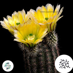 40 Seeds Echinocereus dasyacanthus v. Rectispinus Cactus Succulent seeds HK 1522U