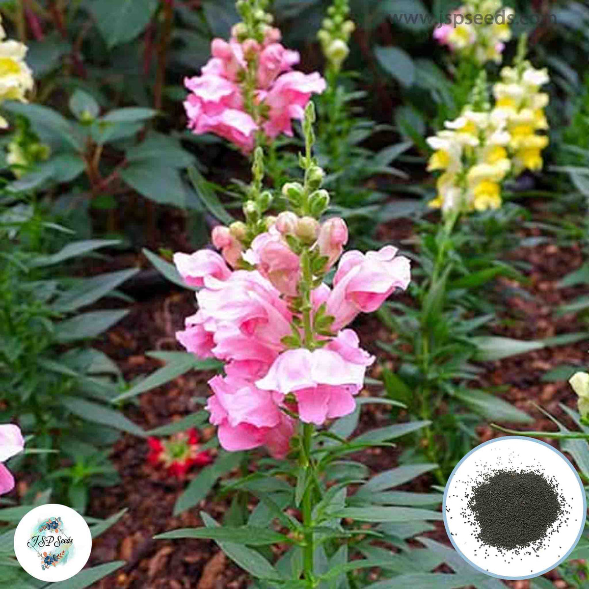 300 Calima Snapdragons (Antirrhinum majus) Seeds (Flower Garden Plants)