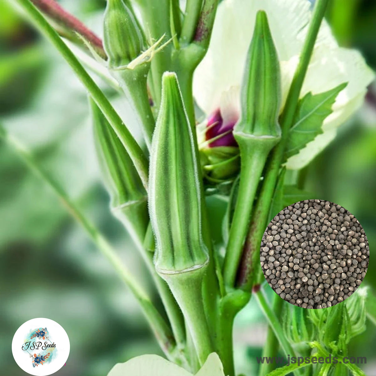 50 Crimson Green Okra Heirloom Seeds (Vegetable) Non Gmo