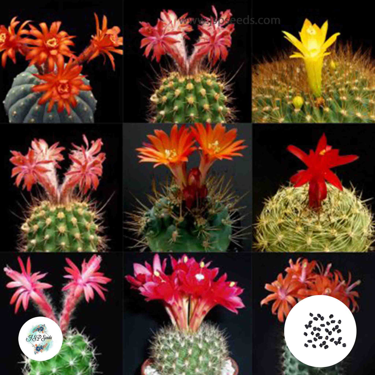 40 Seeds Matucana mix Cactus Succulent seeds