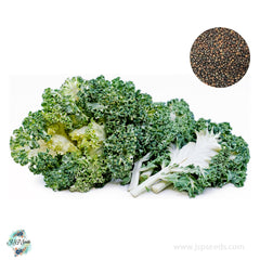 200 Kale Casper Organic Heirloom Seeds (Vegetable) Non Gmo