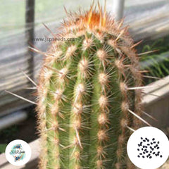 40 Seeds Espostoa mirabilis Cactus Succulent seeds