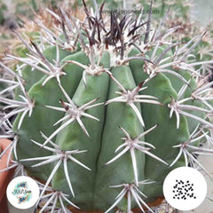 40 Seeds Melocactus polyacanthus Cactus Succulent seeds