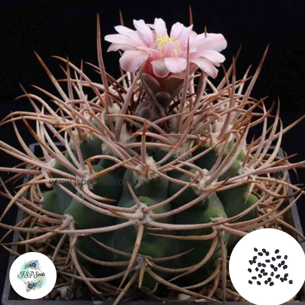 40 Seeds Gymnocalycium castellanosii Cactus Succulent seeds