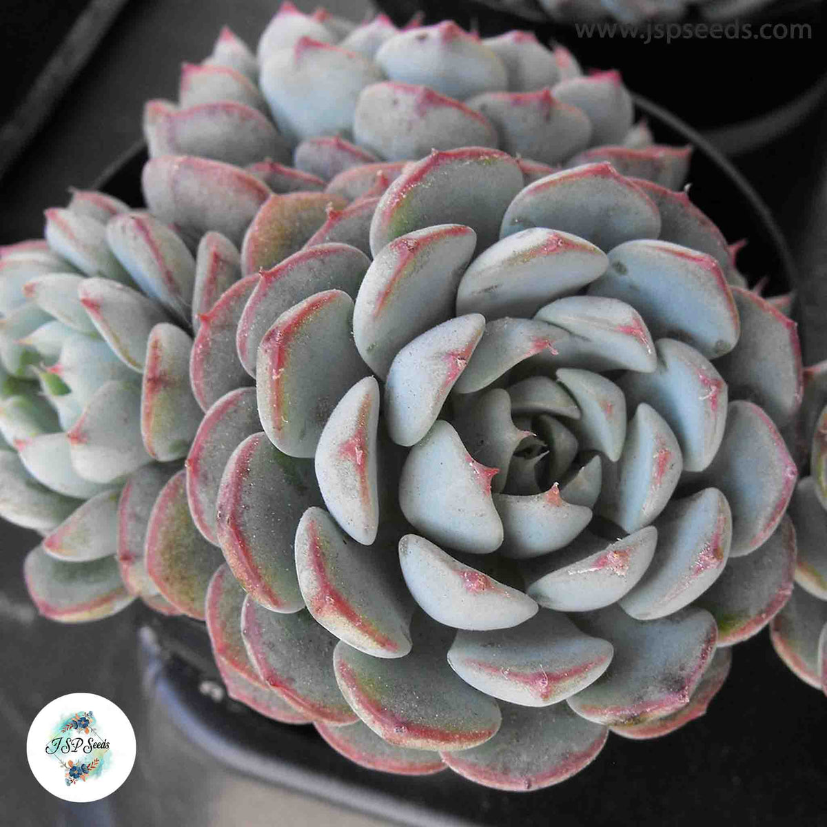 Echeveria minima / 40 seeds