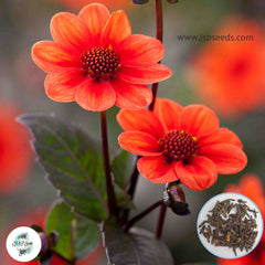 50 Scura Dahlia Seeds (Flower Garden Potted Plants)