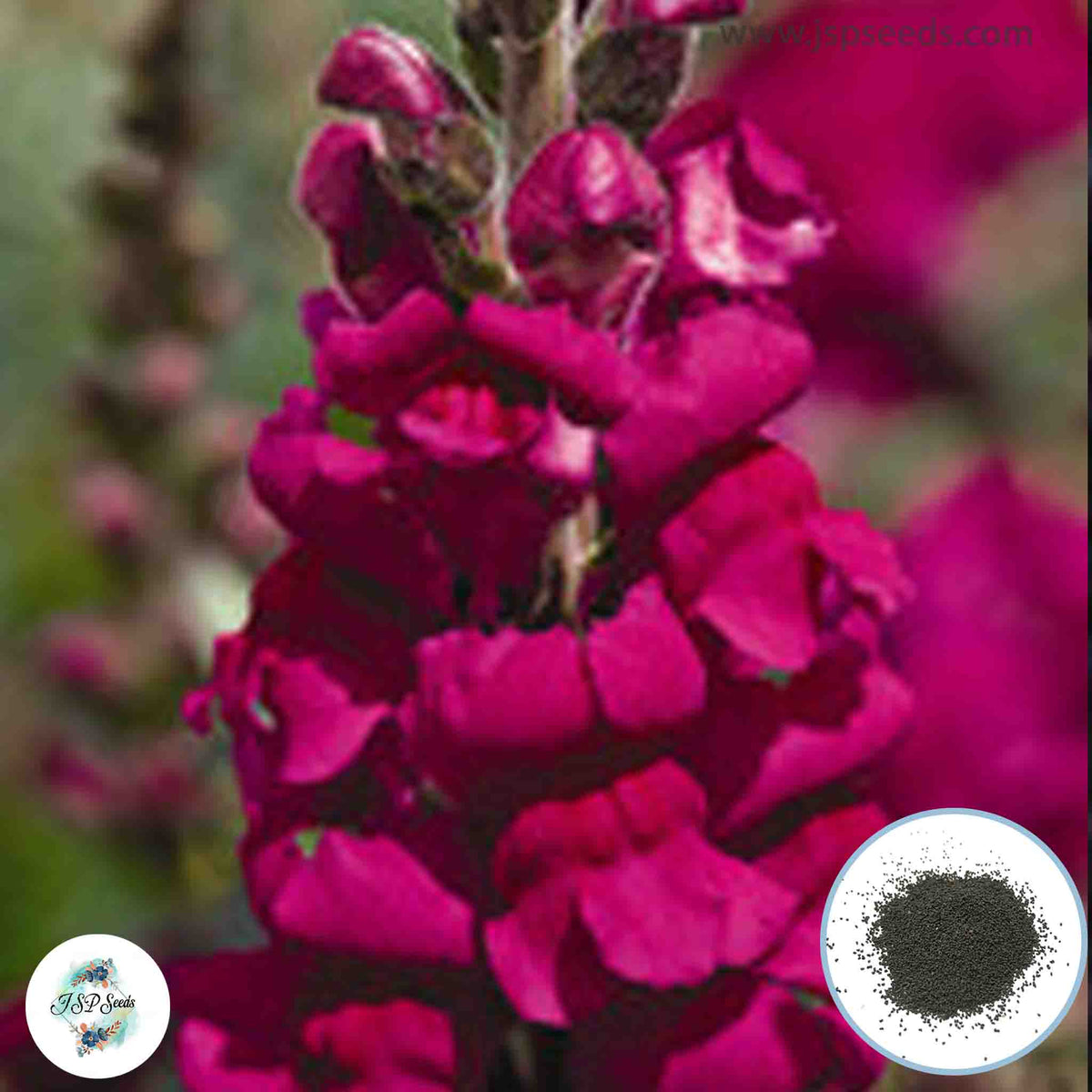 300 Aroma Snapdragons (Antirrhinum majus) Seeds (Flower Garden Plants)