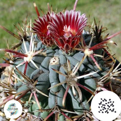 40 Seeds Glandulicactus uncinatus Cactus Succulent seeds