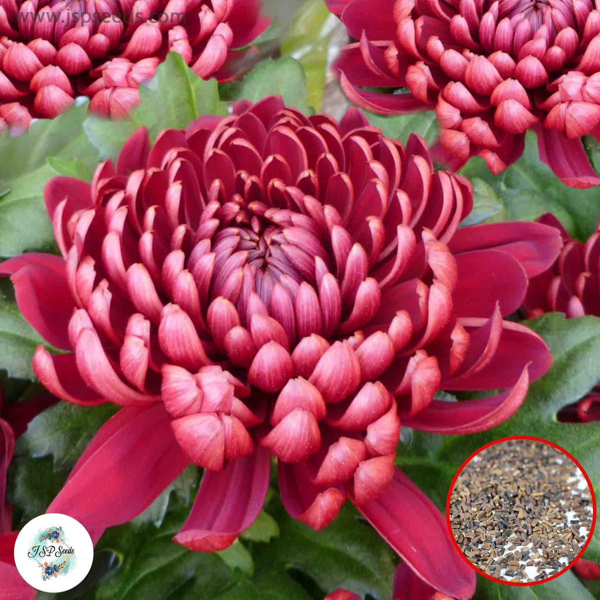 300 Red Chrysanthemum Puff Aster Perennial Heirloom Flower Seeds