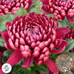 300 Red Chrysanthemum Puff Aster Perennial Heirloom Flower Seeds