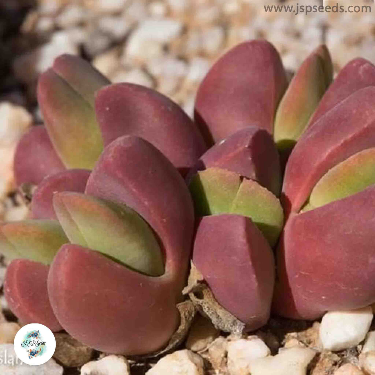 Vanheerdea roodiae / 40 seeds (Giant Jewel Plant)