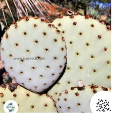 40 Seeds Opuntia rufida Cactus Succulent seeds (Purple variety)