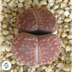 Lithops aucampiae ‘Rubrobrunneus’ F5A [RARE] / 40 seeds (Living Stones)