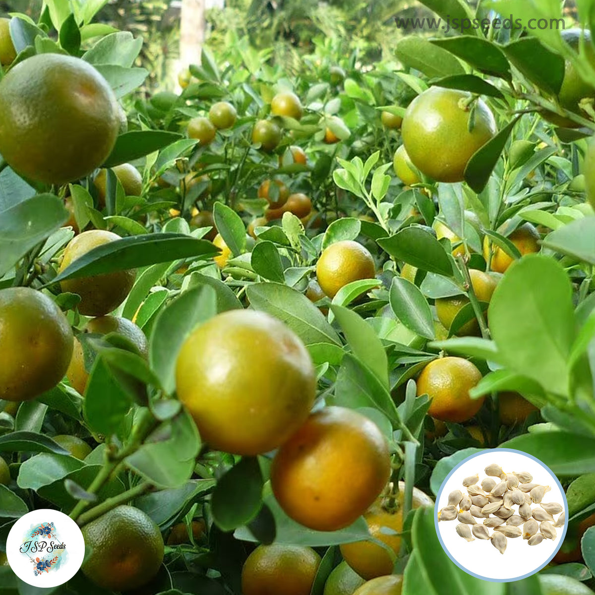 30 Calamansi Calamondin Lime 50 Seeds Citrus Tangerine fruit Citrus Reticulata Seeds (Asia Fruit)