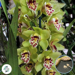 50 Cymbidium Orchid Plants Bonsai Plants Flower Flores Seeds